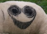 Стотици овце във Великобритания осъмнаха с усмивки (снимки)