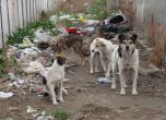 Глутница кучета тормози столичния квартал Овча Купел
