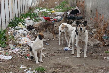 Бездомни кучета тормозят квартал Овча Купел. Снимка БГНЕС