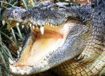 15 000 крокодилa избягаха от ферма в Южна Африка