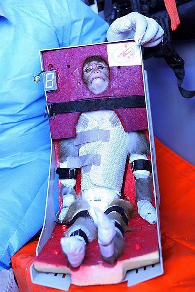 Иран изпрати маймуна в космоса. Снимка: БГНЕС