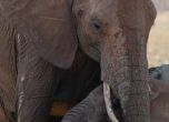 10 слона от рядък вид отровени в Борнео 