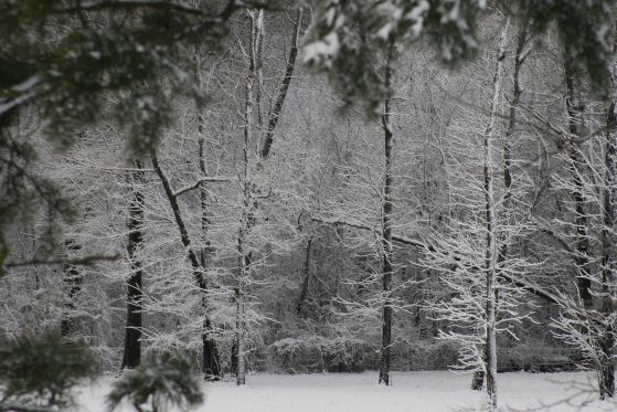 Снежна буря удря Щатите. Снимка: sxc.hu