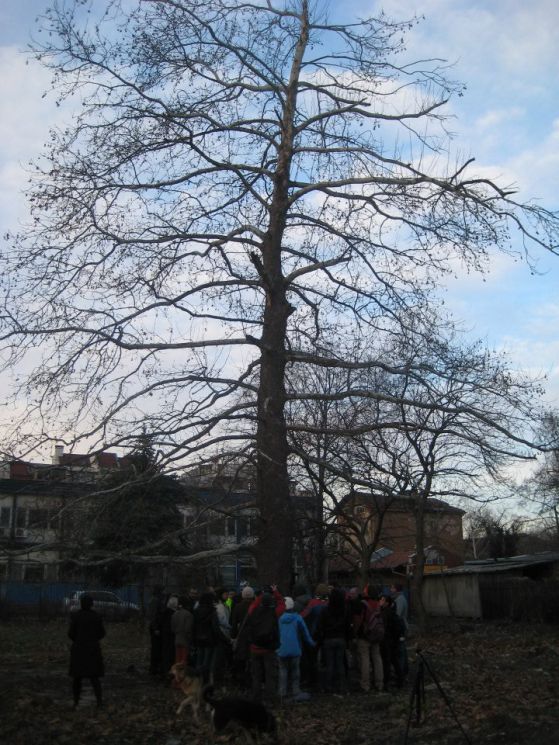 Дървото, което младежите ще се опитат да спасят. Снимка: Габриела Петрова