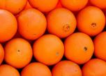 Българи арестувани за кражба на 820 кг портокали в Испания