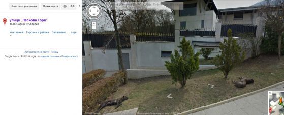 Две кучета мастифи са се излгнали пред къщата на Стайков. Снимка google