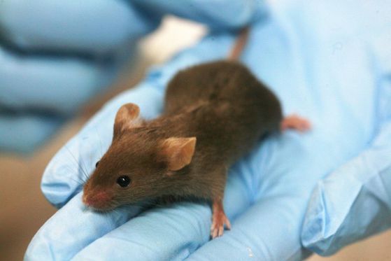 Лабораторна мишка. Снимка: Wikipedia