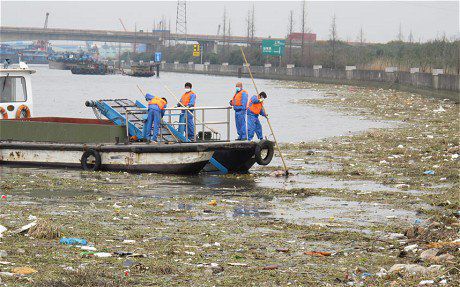 Близо 3000 мъртви прасета бяха открити в река край Шанхай. Снимка: The Telegraph