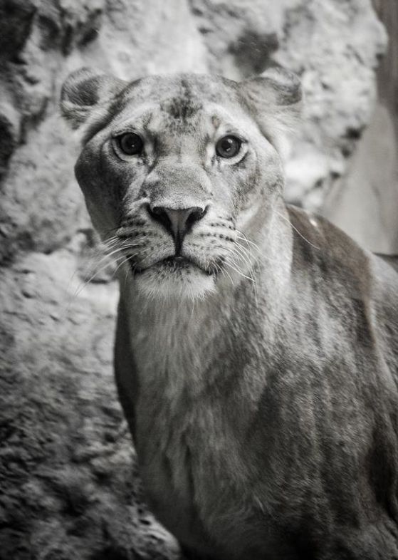 Едно от лъвчетата на Софийския зоопарк вече е във Варна. Снимка: Дияна Герогиева