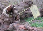 Загина 700-годишното "Дърво на желанията"