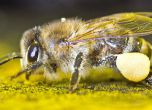Мъж почина след ужилване от пчела
