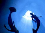 Кадри на Animal Planet с русалки хванаха милиони шарани в мрежата (видео)