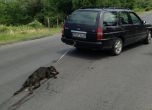 Прокуратурата разследва изверга, влачил кучето си с кола