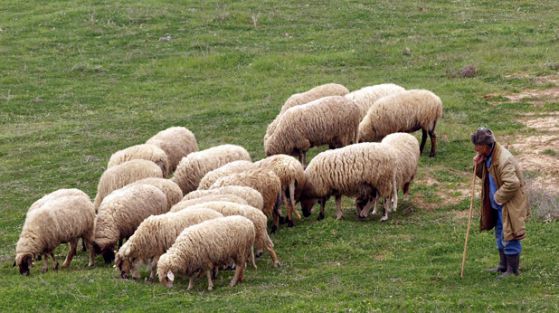 Овчар се загуби в Балкана, Снимка: БГНЕС