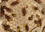 Лекари от Сандански спасиха петима души, ужилени от рояк пчели