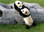 Панда роди близнаци в зоопарка в Атланта (видео)
