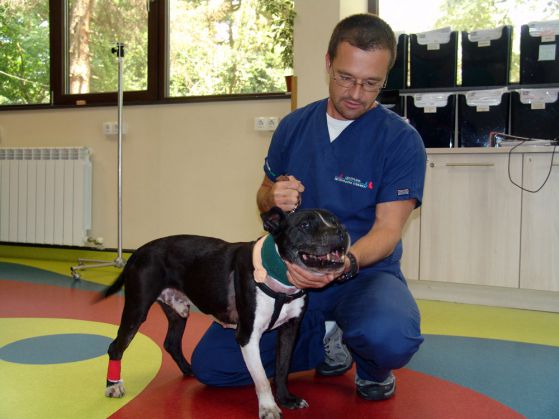 Д-р Георгиев и Джино след операцията, Снимка: Централна Ветеринарна клиника