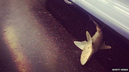 Откриха акула в нюйоркското метро. 