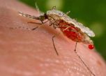 Учени откриха ваксина срещу малария