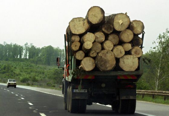 Физически лица ще добиват дърва по осмутрение на кметовете.