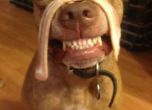 Питбулът Скаут - кучето, което балансира всичко на главата си (снимки)
