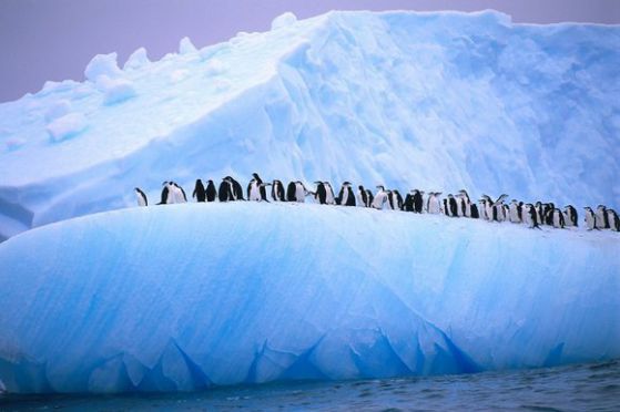 Най-ниската температура на Земята бе измерена на Антарктида - минус 91.2 градуса по Целзий. Снимка: Sunday Times/Ralph Lee Hopkins