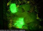 Учени създадоха светещи в тъмното прасенца (снимки)