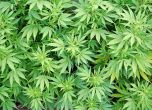 Ню Йорк легализира марихуаната за медицински цели
