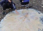 Откриха огромна медуза на плаж на остров Тасмания
