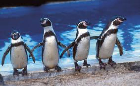 Перуански пингвини