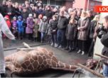 Датски зоопарк умъртви жирафче и нахрани лъвовете пред очите на посетителите