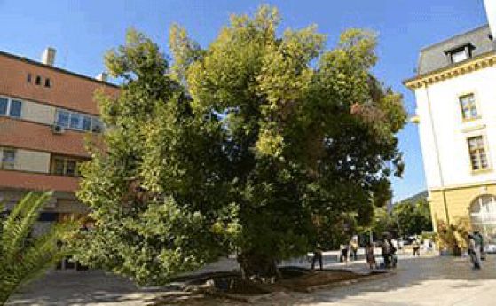 Старият бряст в центъра на Сливен