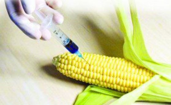 ЕС е на път да разреши ГМО царевицата