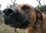 Поредна гавра: Неизвестни запалиха куче в Бургас