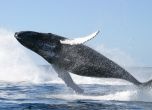 ООН нареди на Япония да спре лова на китове в Антарктика