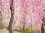 Най-красивите цъфнали японски вишни (галерия) 