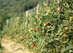 Защо българите ядат домати от Турция и лук от Египет