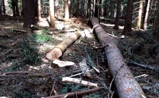 Незаконна сеч край Рила