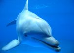 Русия пленява с любовни звуци бойни US делфини 