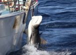 Австралийските власти уловиха 172 акули заради скорошни нападения над хора