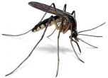 Държавата отпуска 800 000 лева за борба с комарите
