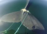 Учени спасяват 10-метров кит от рибарски мрежи (видео)