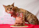 113-годишната Попи е най-старата котка в света (снимки)