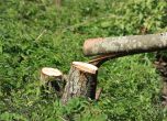 Агенцията по горите: Няма поголовна сеч в Аспарухово