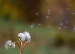Безплатни прегледи за алергии в Южния парк