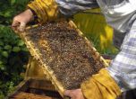 Мария Габриел настоява ЕК да изследва защо умират пчелите ни
