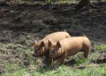 БАБХ: Швейцария спря вноса на българско свинско превантивно, няма треска по свинете