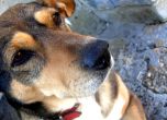 Над 20 кучета умрели за една нощ в еленски села, подозират отравяне