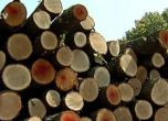 WWF: Дървената мафия генерира 100 млн. лв. приходи годишно 