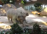 Слонове помагат на бебе в зоопарка в Цюрих (видео)